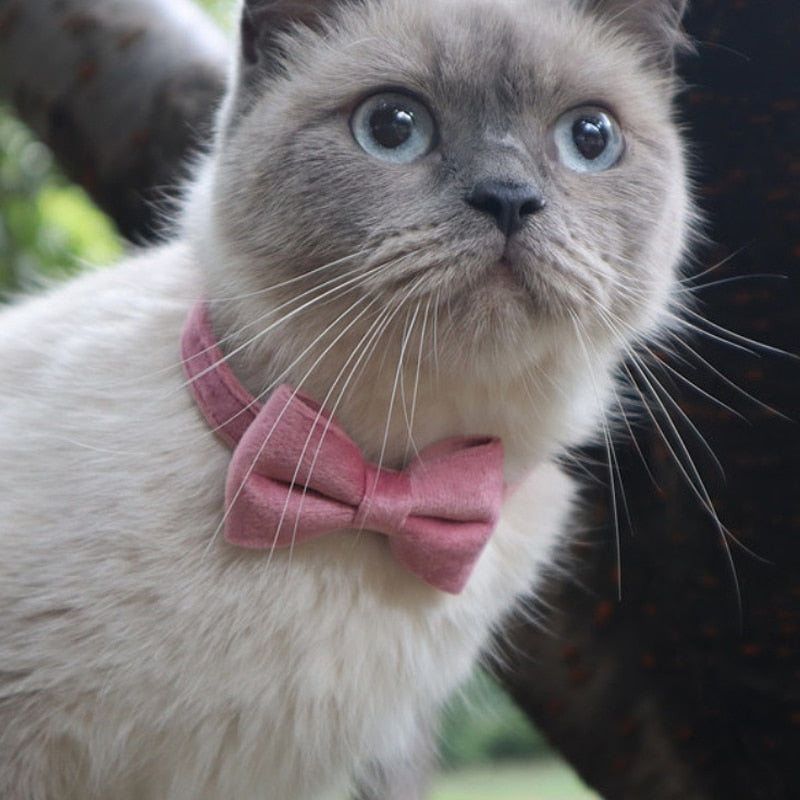 Velvet Collar