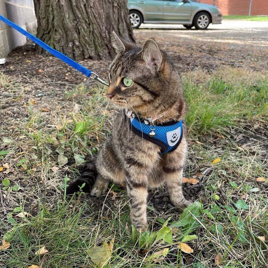 Adjustable Cat Harness