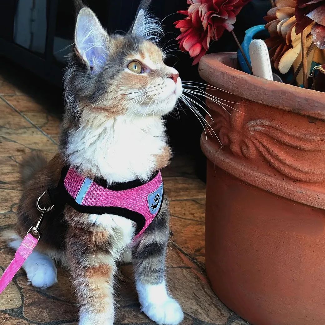 Adjustable Cat Harness